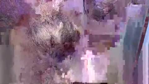 69bidam online show from December 2025 02:11:01 PM