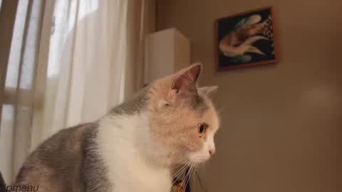 annie . online show from July 2026 03:48:01 AM