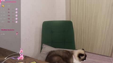 Alis online show from March 2025 05:54:02 PM