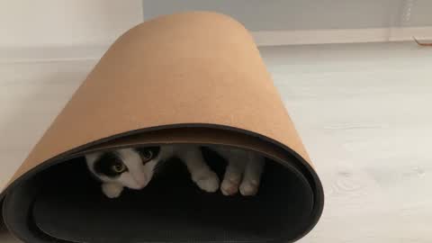 N  antics online show from October 2025 08:57:02 AM