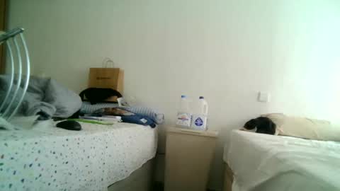 furry bear online show from March 2025 12:50:02 PM