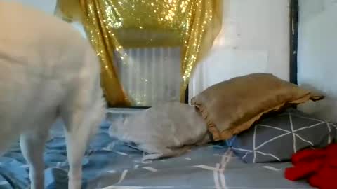 asianladyboy888 online show from December 2024 07:06:02 AM