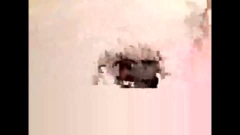 Cock arabic Authentic online show from November 2025 08:42:01 PM