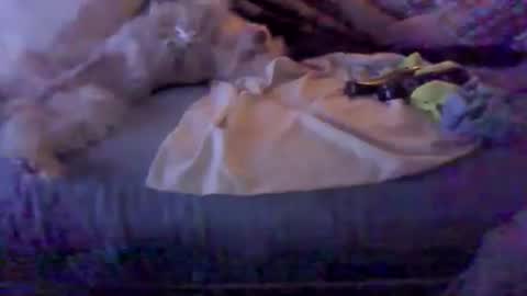 BB online show from February 2026 03:10:01 AM