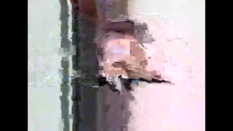 bigtrozo online show from June 2026 04:29:01 PM