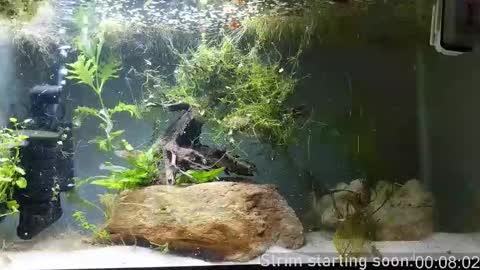 Booker Baxton online show from November 2025 04:02:02 AM