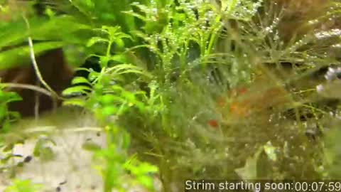 Booker Baxton online show from November 2025 04:00:01 AM