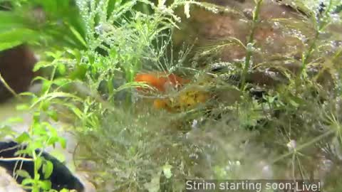 Booker Baxton online show from March 2026 03:11:01 AM