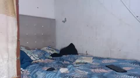 brianadollts1 online show from April 2026 10:04:01 PM