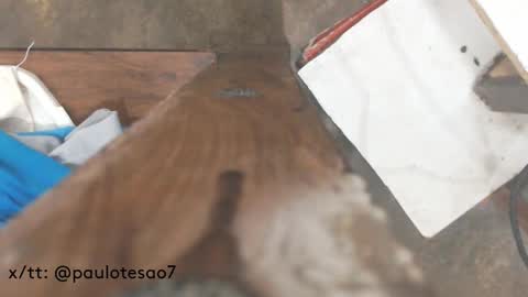 buldgeinboxer online show from February 2025 07:21:01 PM