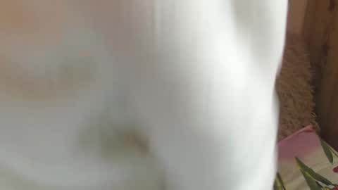 say meow and send tips  online show from December 2024 11:39:02 AM