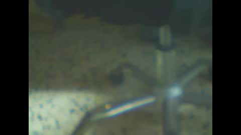 Snapshot of castells chatting on February 2026 04:44:01 PM castells online show from February 2026 04:44:01 PM