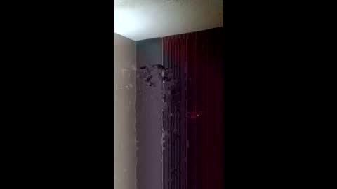 Roxy and Royce online show from March 2026 07:34:02 AM