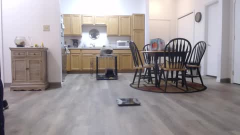 copper_crotch online show from January 2026 01:43:01 AM