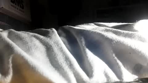 crave_me_ online show from November 2025 06:28:01 AM