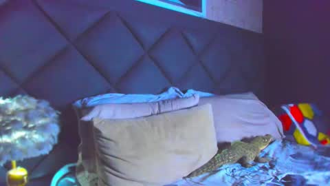 Dany online show from November 2025 04:42:01 PM