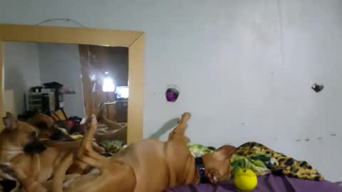 demivercetti online show from December 2025 04:42:02 AM