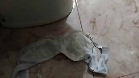 dthedog12 online show from September 2025 12:52:01 PM