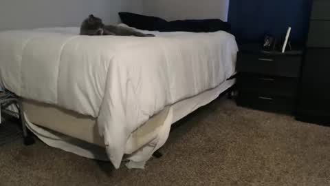 dwhitey4u online show from November 2025 08:00:01 PM