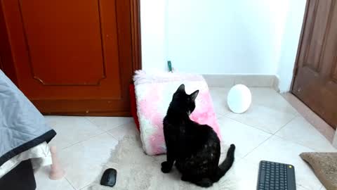 emilyzans07 online show from January 2025 11:48:01 PM