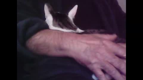 Snapshot of foolmonty chatting on October 2025 12:53:01 AM Hooz2no online show from October 2025 12:53:01 AM