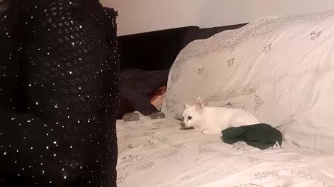 Pizzaz online show from September 2025 04:32:01 PM