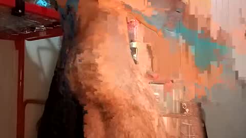 Snapshot of funny_quarantine chatting on February 2025 02:24:01 PM Italian men online show from February 2025 02:24:01 PM