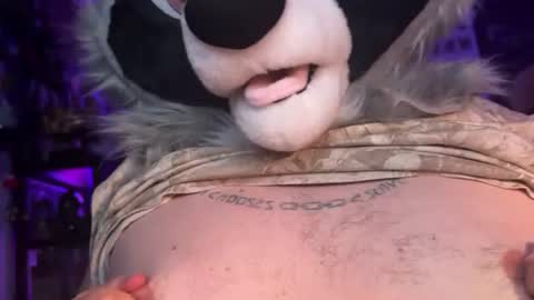 Zaboo Raccoon online show from June 2026 06:27:02 AM