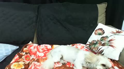 gaby  layla online show from January 2025 02:01:01 AM