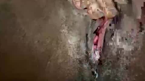 glazehoney online show from October 2025 03:25:01 PM