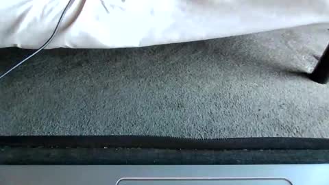 Snapshot of gowiththeflow37 chatting on May 2026 11:04:01 AM watch me stroke online show from May 2026 11:04:01 AM