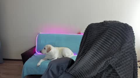 guy_liam1 online show from December 2024 08:06:02 AM