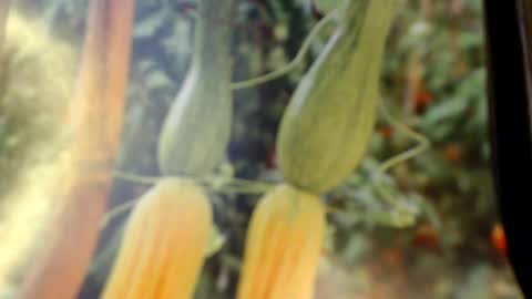Helvell online show from June 2026 08:09:01 PM