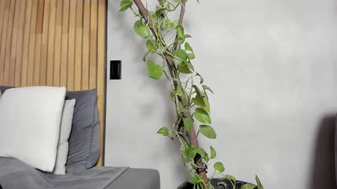 Sofia independent model online show from December 2024 11:07:02 AM