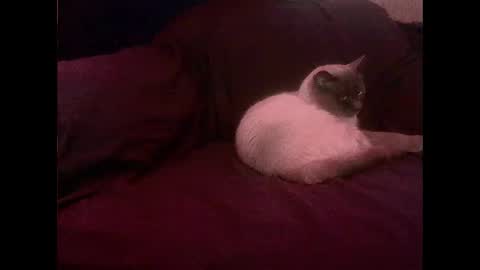 Snapshot of hopps28 chatting on March 2025 10:13:02 AM hopps28 online show from March 2025 10:13:02 AM