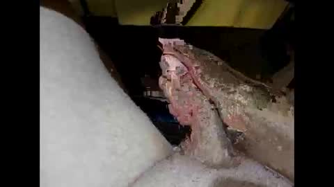 hung_mac0 online show from April 2026 01:42:02 PM