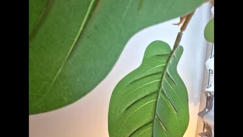 Isabella online show from October 2025 11:14:01 PM