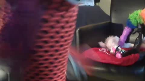 Snapshot of jacekwrrr chatting on December 2024 10:58:01 AM JACKSLUT BUY ME . FAN CLUB MEMBERS AND THOSE WHOM THE MEMBERS INDICATE SISY SLUT PROVIDES THEM FREE SERVICES online show from December 2024 10:58:01 AM