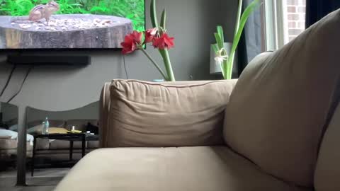 joshperrygoon online show from December 2024 04:31:01 PM