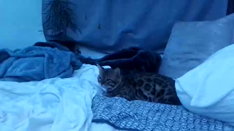 jwolf11851725 online show from October 2025 08:22:02 AM