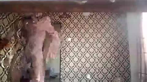 kingemizzy online show from January 2026 06:26:02 AM