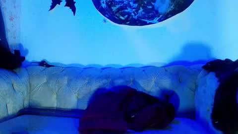 kira online show from October 2025 11:53:02 AM