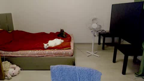 Snapshot of kitten_jenny01 chatting on February 2025 12:41:02 AM Jennyblonde and Emmabrunette online show from February 2025 12:41:02 AM