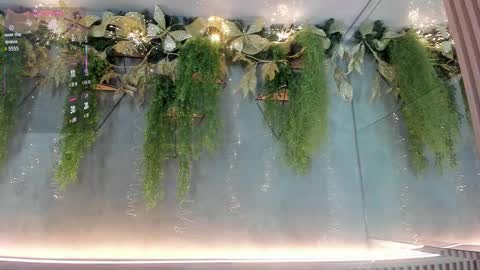 lana_lann online show from December 2025 12:36:02 PM