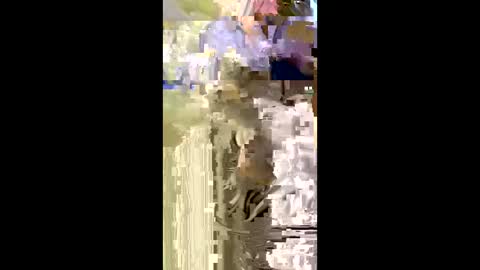 Nicol online show from January 2026 07:50:02 PM