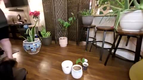 Bhadbarbie online show from January 2025 12:39:02 PM
