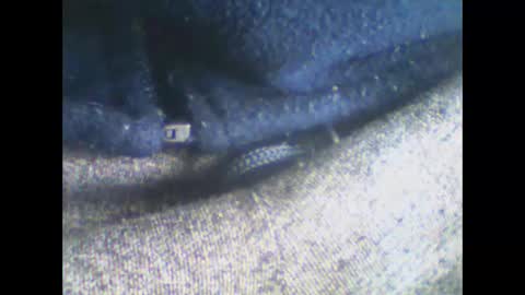 mmm0666 online show from December 2024 10:49:02 AM