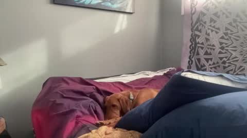 Snapshot of mntuila chatting on February 2025 03:31:02 PM MNTuiLa online show from February 2025 03:31:02 PM