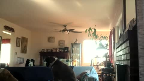 Monkee Dance online show from December 2024 06:54:02 PM