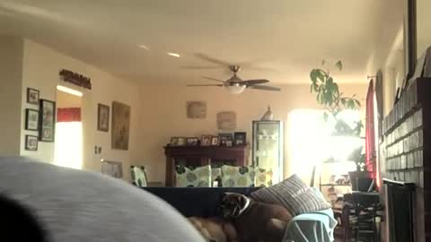 Monkee Dance online show from December 2024 08:07:02 PM